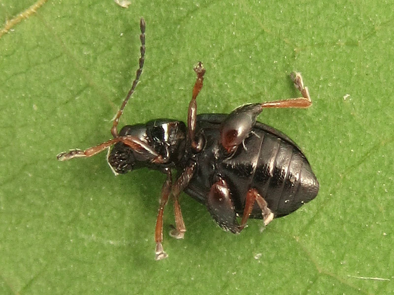 Chrysomelidae alticino su Iris pseudacorus: Aphthona coerulea (cfr)?